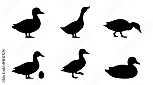 Duck silhouette set, black waterfowl bird icons, 6 farm animal vector elements with egg