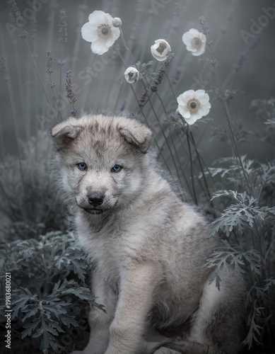 Fluffy grey wolf pup sitting among flowers in muted tones