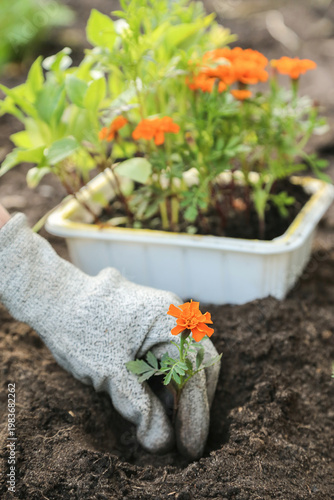 Gardener hand planting little flower plant in soil ground in garden close up in sunlight. Planting orange marigold tagetes flowers on flowerbed