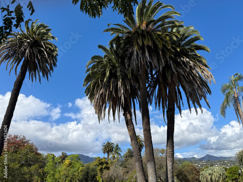 Santa Barbara palm trees with Santa Ynez mountains in back under blue sky and white clouds in April