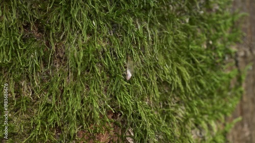 Tree seed resting in soft moss on a textured trunk during slow zoom‑in