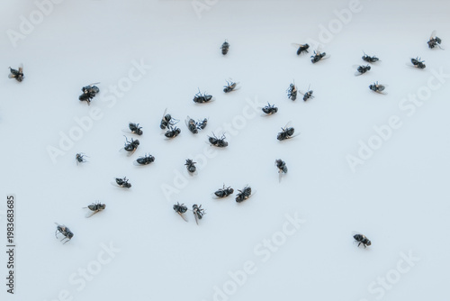 Tableau sur toile Cluster flies (Musca domestica): grass flies or attic flies on a windowsill, highlighting pest infestation
