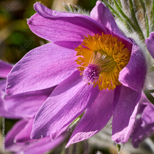Küchenschelle, Kuhschelle, Pulsatilla vulgaris

