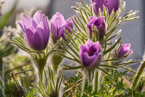 Küchenschelle, Kuhschelle, Pulsatilla vulgaris