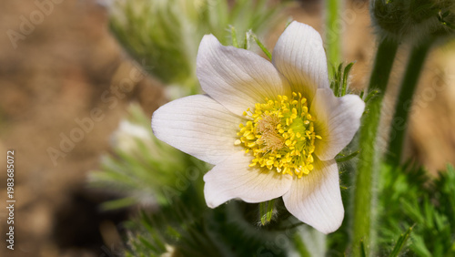 Küchenschelle, Kuhschelle, Pulsatilla vulgaris, weiß