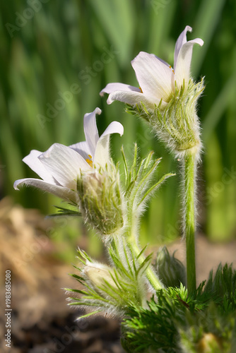 Küchenschelle, Kuhschelle, Pulsatilla vulgaris, weiß