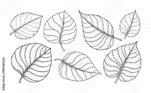 Collection of seven black and white leaf leaves botanical nature plant