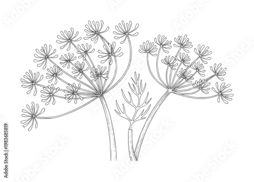 Delicate line of two dill flower umbels and a feathery leaf fennel herb plant botanical