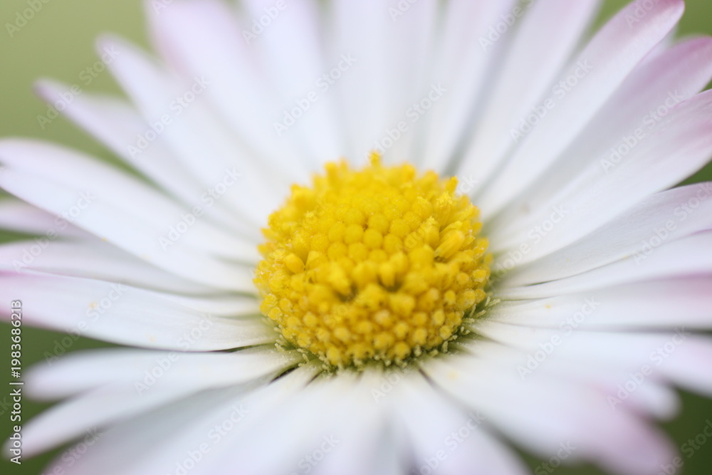 Fototapeta premium This is my journey with macro photography. I love plants, bugs, creepy crawly things and pretty much anything very close up. 