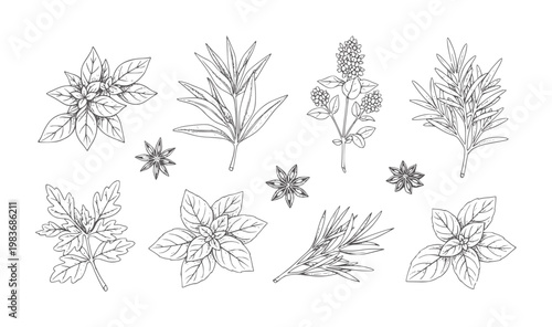 Hand drawn collection of culinary herbs and spices including basil rosemary and star anise