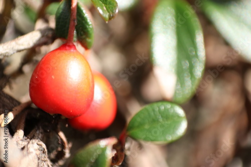 Cuadro en lienzo This is my journey with macro photography