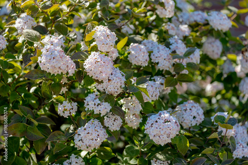 Fotografie Selective focus a shrub of white snowball flowers in garden, Viburnum carlesii the arrowwood or Korean spice viburnum is a species of flowering plant in the family Adoxaceae, Nature floral background