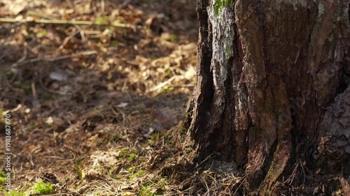 Close view of pine tree trunk near forest floor with open space on the left