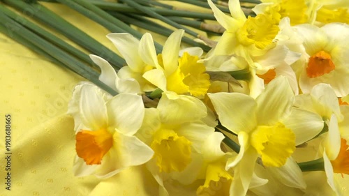 Bouquet of fresh yellow daffodils lie on a yellow fabric background, floral arrangement, slow motion