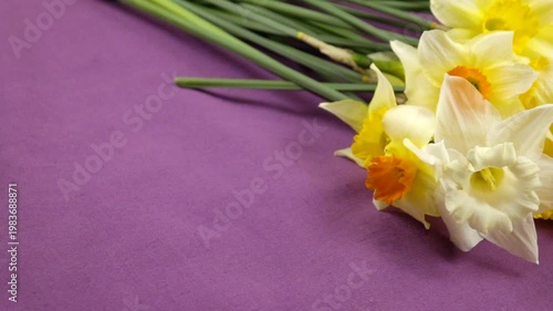 Bouquet of fresh yellow daffodils lie on a purple fabric background, floral arrangement, slow motion