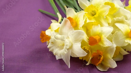 Bouquet of fresh yellow daffodils lie on a purple fabric background, floral arrangement, slow motion