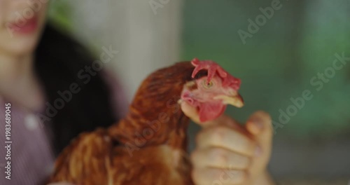 Wallpaper Mural livestock farm concept of 4k resolution. Caucasian veterinarian checking the condition of chickens in the farm. Torontodigital.ca