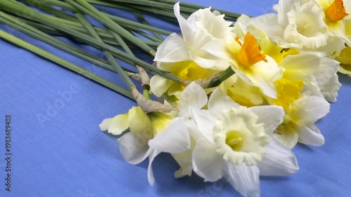Bouquet of fresh yellow daffodils lie on a blue fabric background, floral arrangement, slow motion
