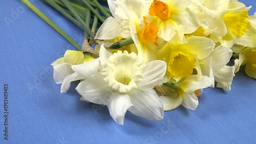 Bouquet of fresh yellow daffodils lie on a blue fabric background, floral arrangement, slow motion