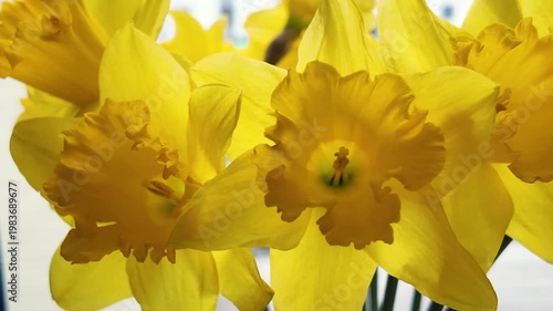 Yellow fresh daffodils are against a window, turning, side view