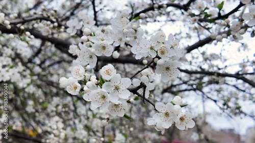 The wind sways the branches of a blossoming apricot tree, natural background