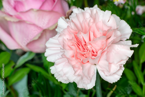 Close up of a pink carnation (dianthus caryophyllus) flower