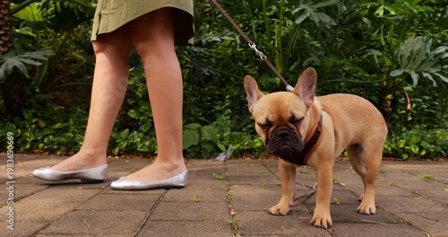 Hesitant French Bulldog puppy with big eyes curiously stands on sidewalk, reluctant to follow as owner pulls gently on leash. Adorable young dog exhibits funny gait in slow motion