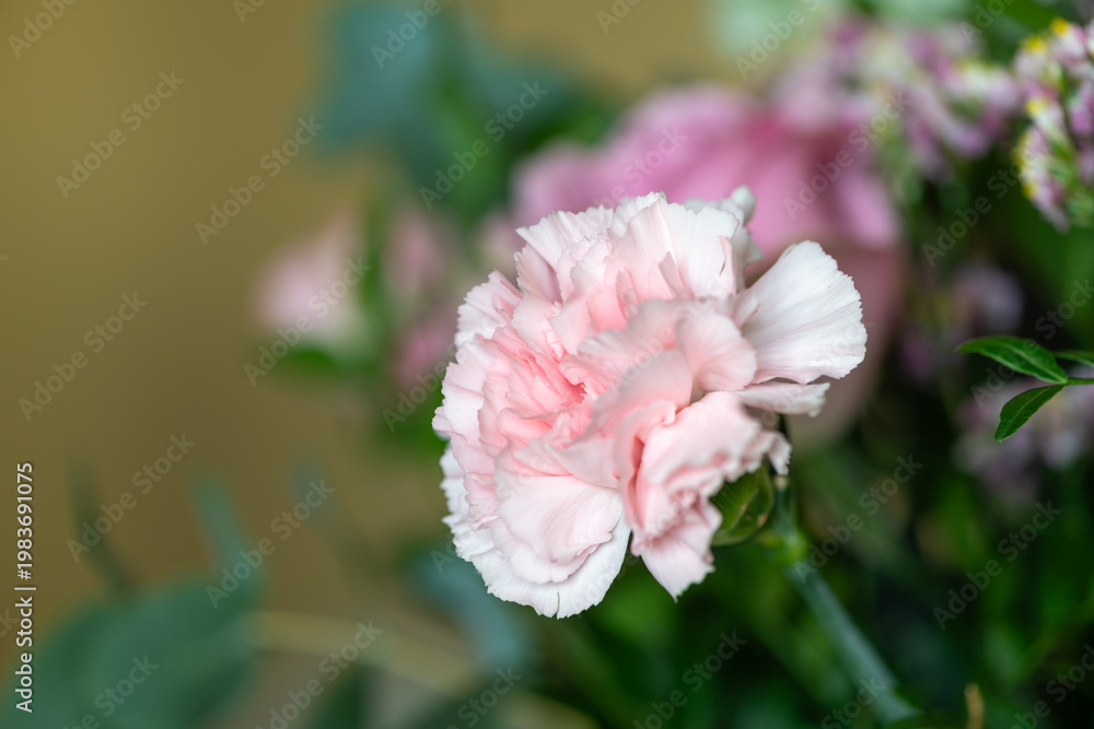 Fototapeta premium Close up of a pink carnation (dianthus caryophyllus) flower