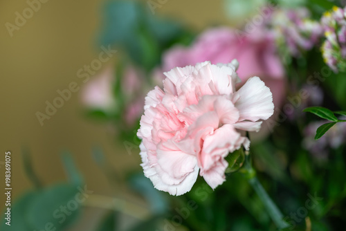 Close up of a pink carnation (dianthus caryophyllus) flower