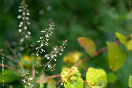 Close up of a broad leaved enchanters nightshade (circaea lutetiana) flower in bloom
