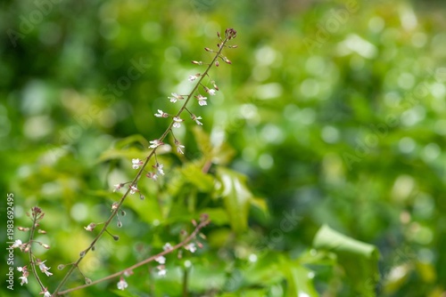 Close up of a broad leaved enchanters nightshade (circaea lutetiana) flower in bloom