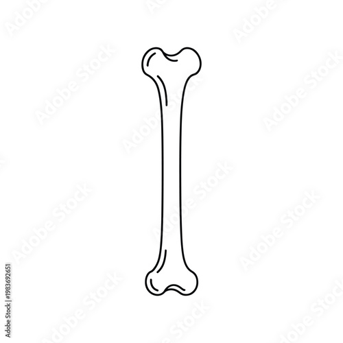 Femur bone icon for skeletal anatomy