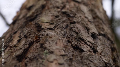 Zoom‑in close‑up of textured pine tree bark in natural forest light