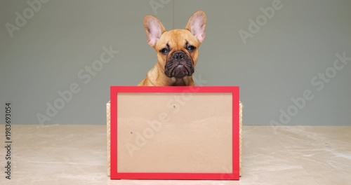 Confident puppy sits with placard featuring a blank space for an inscription. The dog gazes directly into the camera, conveying a sense of reproach in its eyes, while maintaining a motionless pose