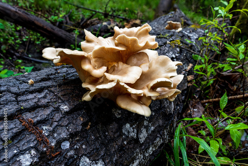 Oyster Mushrooms (Pleurotus sp) growing on a fallen log. Oregon