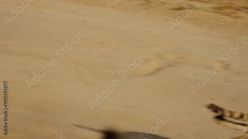 Slow Motion of Wild Cheetah Running at High Speed Down Dirt Road in African Savanna, Cinematic Predator Safari South Africa
