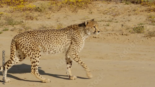 Slow Motion of Wild Cheetah Walking Past on Dirt Road in African Savanna, Cinematic Predator Safari Encounter South Africa
