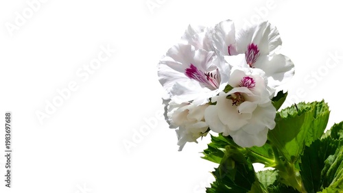 Regal geranium (Martha Washington): a species of hybrid geraniums, its botanical name is Pelargonium x domesticum, isolated on white background with space for text.