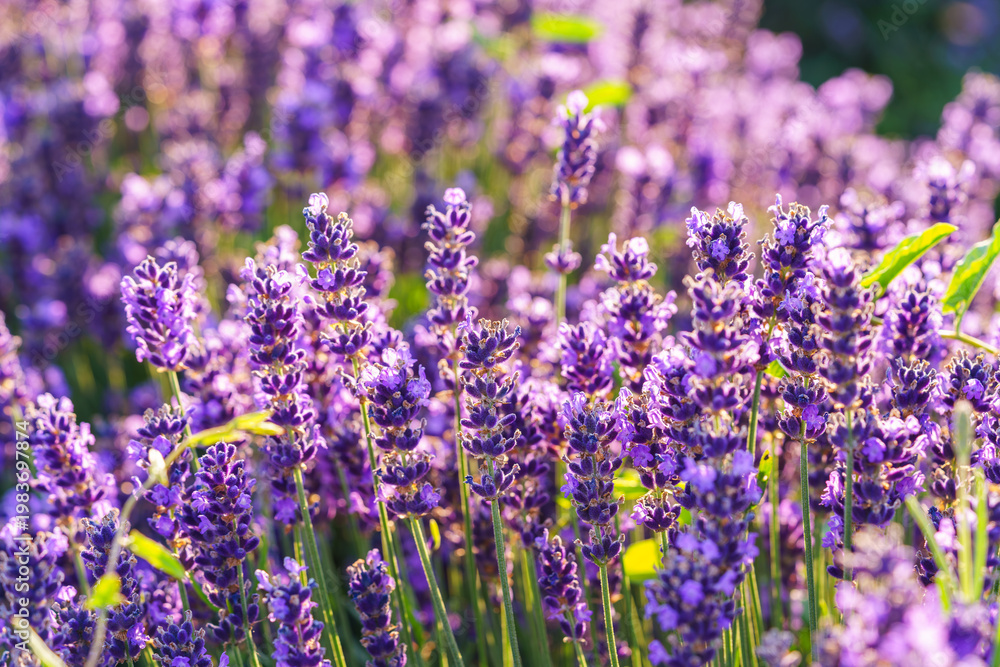 Fototapeta premium Lush lavender bushes covered with vibrant purple blooming flowers growing in a sunny summer garden or meadow background. Aromatic medicinal herb, herbal therapy, cosmetics, and natural wellness