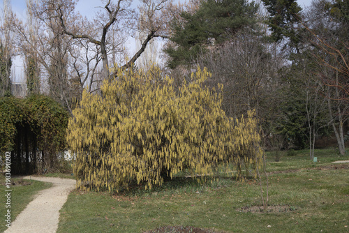 Wide view of a blooming Hazel tree Corylus covered in yellow catkins standing beside a garden path on a clear spring day