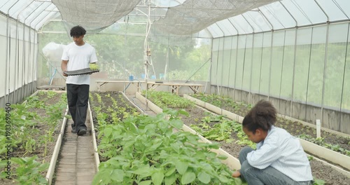 Agricultural concept of 4k resolution. African students tending vegetable plots in the Agricultural Education Center.