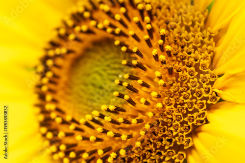 Macro detail of the center of a blooming yellow sunflower (Helianthus annuus) in a Waukesha County, Wisconsin garden in late July.