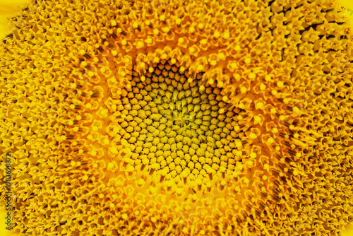 Macro abstract of yellow sunflower disc florets (Helianthus annuus) in a Waukesha County, Wisconsin garden. Intricate spiral pattern in late July.