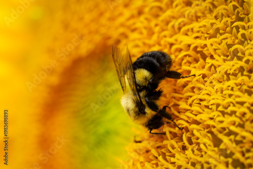 Profile of a Common Eastern Bumble Bee (Bombus impatiens) pollinating a yellow sunflower in Waukesha County, Wisconsin. Late July garden scene.