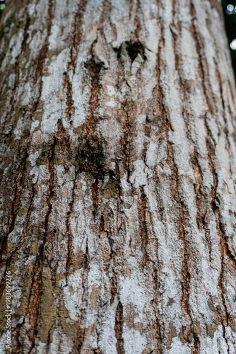 Close-up of rough tree bark showing vertical grooves and peeling textures in earthy tones. Soft focus and shallow depth of field create a natural abstract pattern with organic detail.