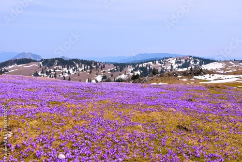 Purple colored landscape with spring crocus flowers at Velika Planina in Slovenia