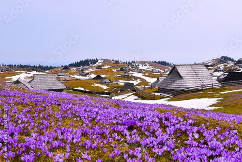 Mountain village and purple crocus flowers at Velika Planina in Slovenia