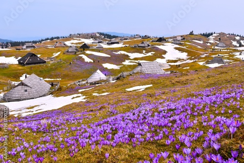 View of alpine village at Velika Planina in spring with purple crocus flowers in Slovenia