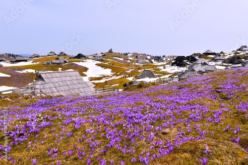 Alpine village with wooden huts and purple crocus flowers at Velika Planina in Slovenia