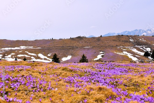 Meadow at Velika Planina with purple crocus flowers in Slovenia